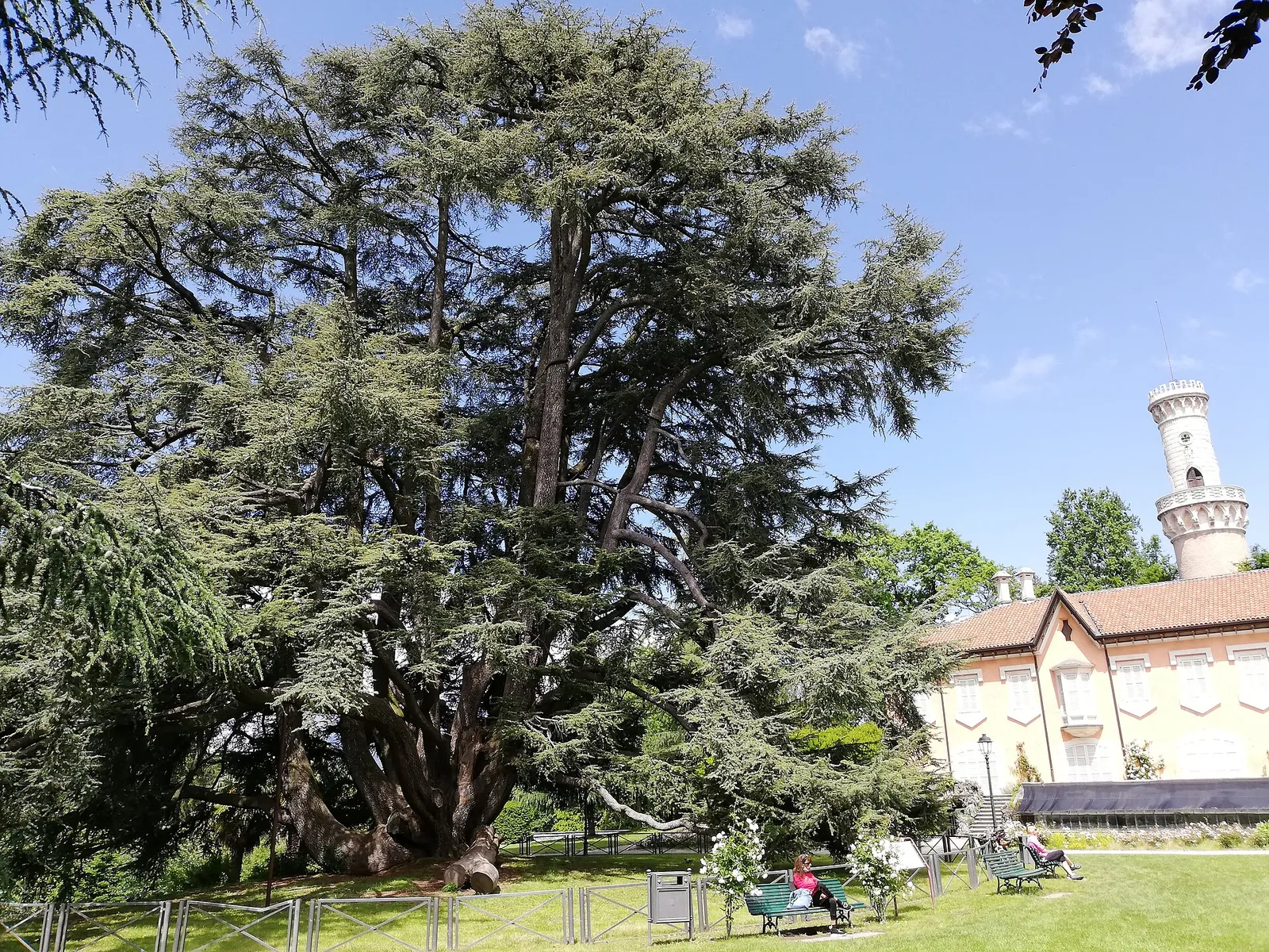 Il cedro secolare di Villa Mirabello